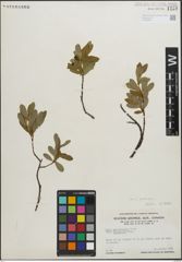 Foto von Salix pedicellaris Pursh